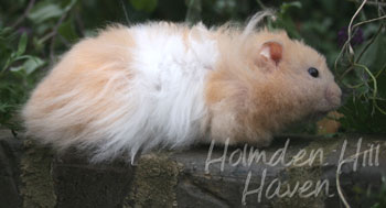 Jolly Cream Giant- Red Eyed Cream Banded Longhaired